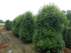 Prunus lusitanica 'Angustifolia' 250-300 cm draadkluit - afbeelding 3