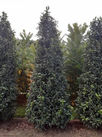 Prunus lusitanica 'Angustifolia' 250-300 cm draadkluit - afbeelding 6