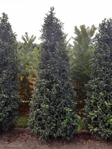Prunus lusitanica 'Angustifolia' 250-300 cm draadkluit - afbeelding 6