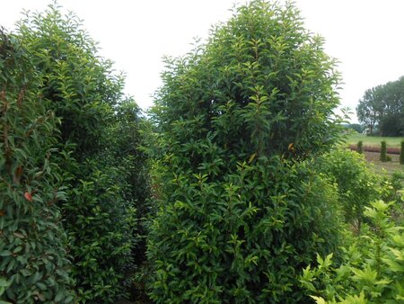 Prunus lusitanica 'Angustifolia' 250-300 cm draadkluit - afbeelding 4