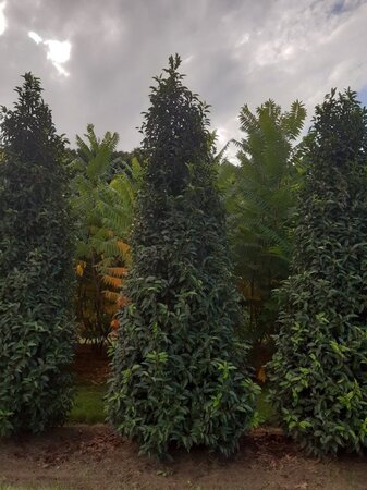 Prunus lusitanica 'Angustifolia' 250-300 cm draadkluit - afbeelding 7