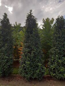 Prunus lusitanica 'Angustifolia' 250-300 cm draadkluit - afbeelding 7