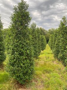 Prunus lusitanica 'Angustifolia' 250-300 cm draadkluit - afbeelding 9