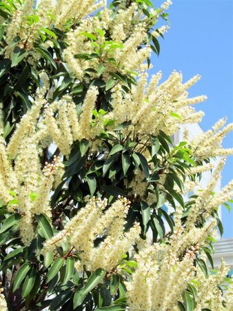 Prunus lusitanica 'Angustifolia' 250-300 cm draadkluit - afbeelding 5