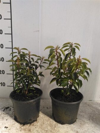 Prunus lusitanica 'Angustifolia' 25-30 cm cont. 3,0L - afbeelding 1