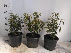 Prunus lusitanica 'Angustifolia' 25-30 cm cont. 3,0L - afbeelding 2