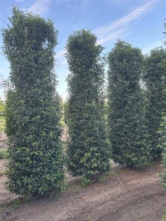 Prunus lusitanica 'Angustifolia' 300-350 cm draadkluit - afbeelding 4