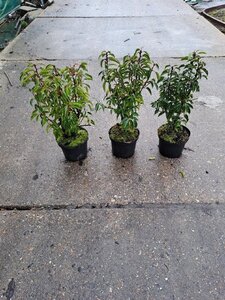 Prunus lusitanica 'Angustifolia' 30-40 cm cont. 3,0L - afbeelding 2