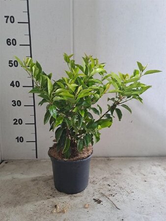 Prunus lusitanica 'Angustifolia' 30-40 cm cont. 3,0L - afbeelding 1