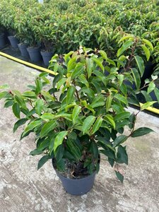 Prunus lusitanica 'Angustifolia' 30-40 cm cont. 3,0L - afbeelding 3