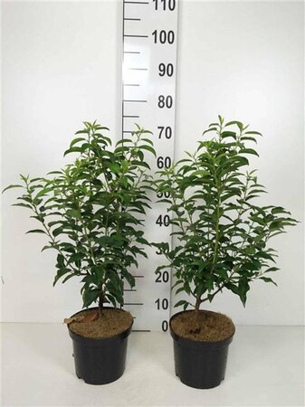 Prunus lusitanica 'Angustifolia' 30-40 cm cont. 3,0L - afbeelding 2