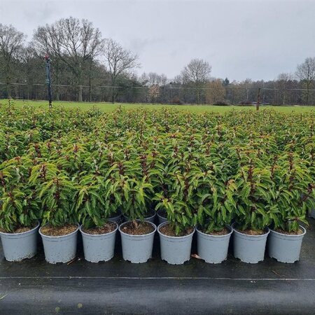 Prunus lusitanica 'Angustifolia' 30-40 cm cont. 3,0L - afbeelding 4