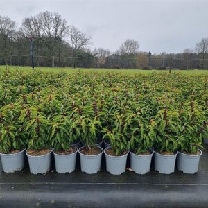 Prunus lusitanica 'Angustifolia' 30-40 cm cont. 3,0L