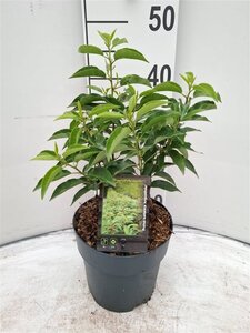 Prunus lusitanica 'Angustifolia' 30-40 cm cont. 3,0L - afbeelding 2