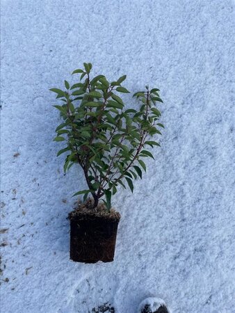 Prunus lusitanica 'Angustifolia' 30-40 cm cont. 3,0L - afbeelding 3