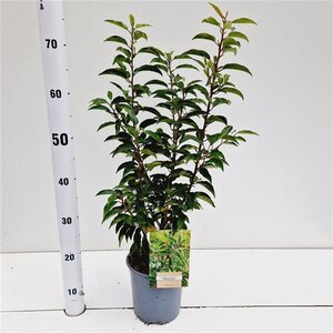 Prunus lusitanica 'Angustifolia' 40-50 cm cont. 2,5L