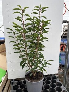 Prunus lusitanica 'Angustifolia' 40-50 cm cont. 3,0L