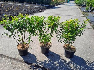 Prunus lusitanica 'Angustifolia' 40-50 cm cont. 3,0L