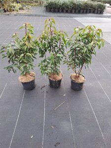 Prunus lusitanica 'Angustifolia' 40-50 cm cont. 3,0L - afbeelding 2