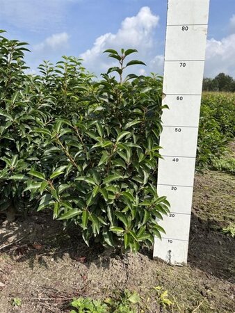 Prunus lusitanica 'Angustifolia' 40-60 cm met kluit