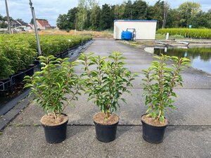 Prunus lusitanica 'Angustifolia' 50-60 cm cont. 3,0L