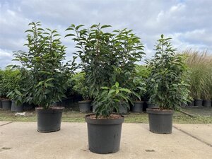 Prunus lusitanica 'Angustifolia' 60-80 cm cont. 10L - afbeelding 2