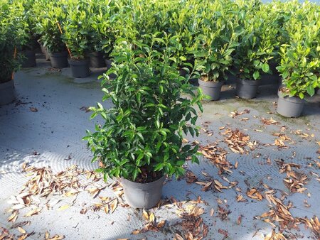 Prunus lusitanica 'Angustifolia' 60-80 cm cont. 10L