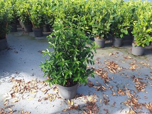 Prunus lusitanica 'Angustifolia' 60-80 cm cont. 10L