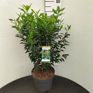 Prunus lusitanica 'Angustifolia' 60-80 cm cont. 10L