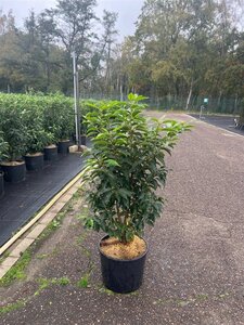 Prunus lusitanica 'Angustifolia' 60-80 cm cont. 10L - afbeelding 1