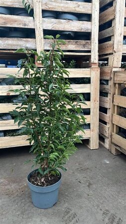 Prunus lusitanica 'Angustifolia' 60-80 cm cont. 5,0L - afbeelding 6