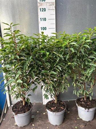 Prunus lusitanica 'Angustifolia' 60-80 cm cont. 5,0L - afbeelding 5