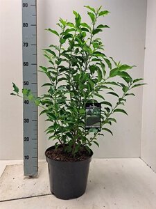Prunus lusitanica 'Angustifolia' 60-80 cm cont. 5,0L - afbeelding 6