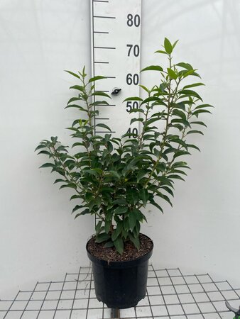 Prunus lusitanica 'Angustifolia' 60-80 cm cont. 5,0L - afbeelding 3