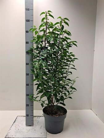Prunus lusitanica 'Angustifolia' 60-80 cm cont. 5,0L - afbeelding 3