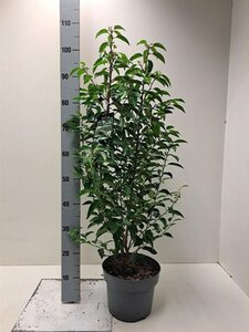 Prunus lusitanica 'Angustifolia' 60-80 cm cont. 5,0L - afbeelding 3