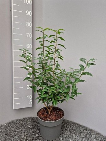 Prunus lusitanica 'Angustifolia' 60-80 cm cont. 5,0L - afbeelding 2