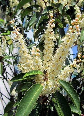 Prunus lusitanica 'Angustifolia' 70-80 HO draadkluit - afbeelding 2