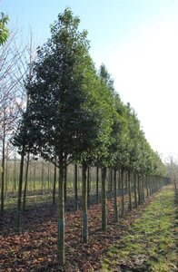 Prunus lusitanica 'Angustifolia' 70-80 HO draadkluit - afbeelding 3