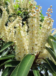 Prunus lusitanica 'Angustifolia' 70-80 HO draadkluit - afbeelding 4