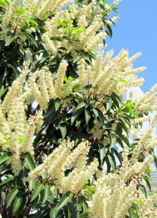 Prunus lusitanica 'Angustifolia' 70-80 HO draadkluit - afbeelding 5