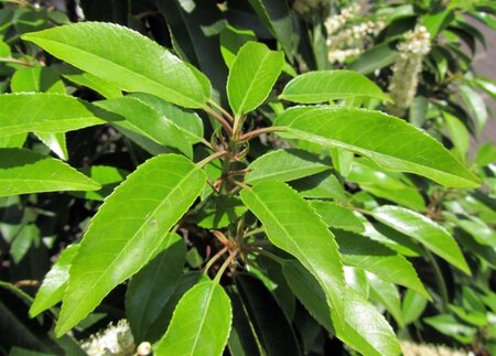 Prunus lusitanica 'Angustifolia' 70-80 HO draadkluit - afbeelding 6