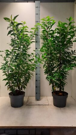 Prunus lusitanica 'Angustifolia' 80-100 cm cont. 5,0L