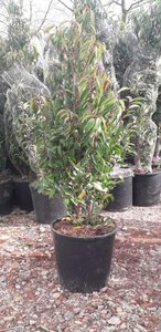 Prunus lusitanica 'Angustifolia' 80-100 cm cont. 5,0L - afbeelding 2