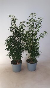 Prunus lusitanica 'Angustifolia' 80-100 cm cont. 7,5L - afbeelding 2