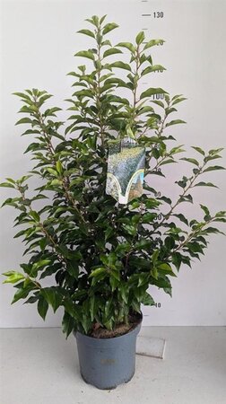 Prunus lusitanica 'Angustifolia' 80-100 cm cont. 7,5L