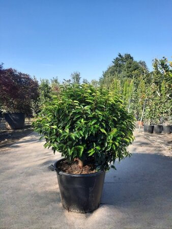 Prunus lusitanica 'Angustifolia' 80 cm container bol - afbeelding 2