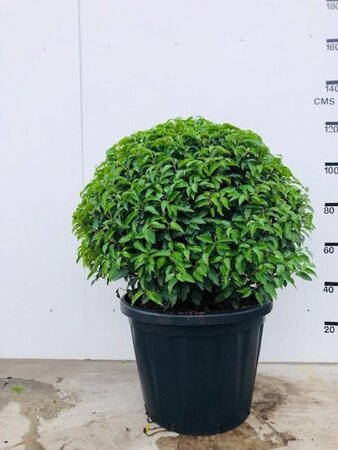 Prunus lusitanica 'Angustifolia' 90 cm met kluit bol