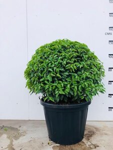 Prunus lusitanica 'Angustifolia' 90 cm met kluit bol