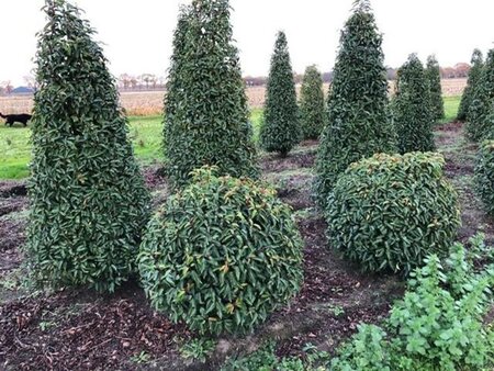 Prunus lusitanica 'Angustifolia' 90 cm met kluit bol